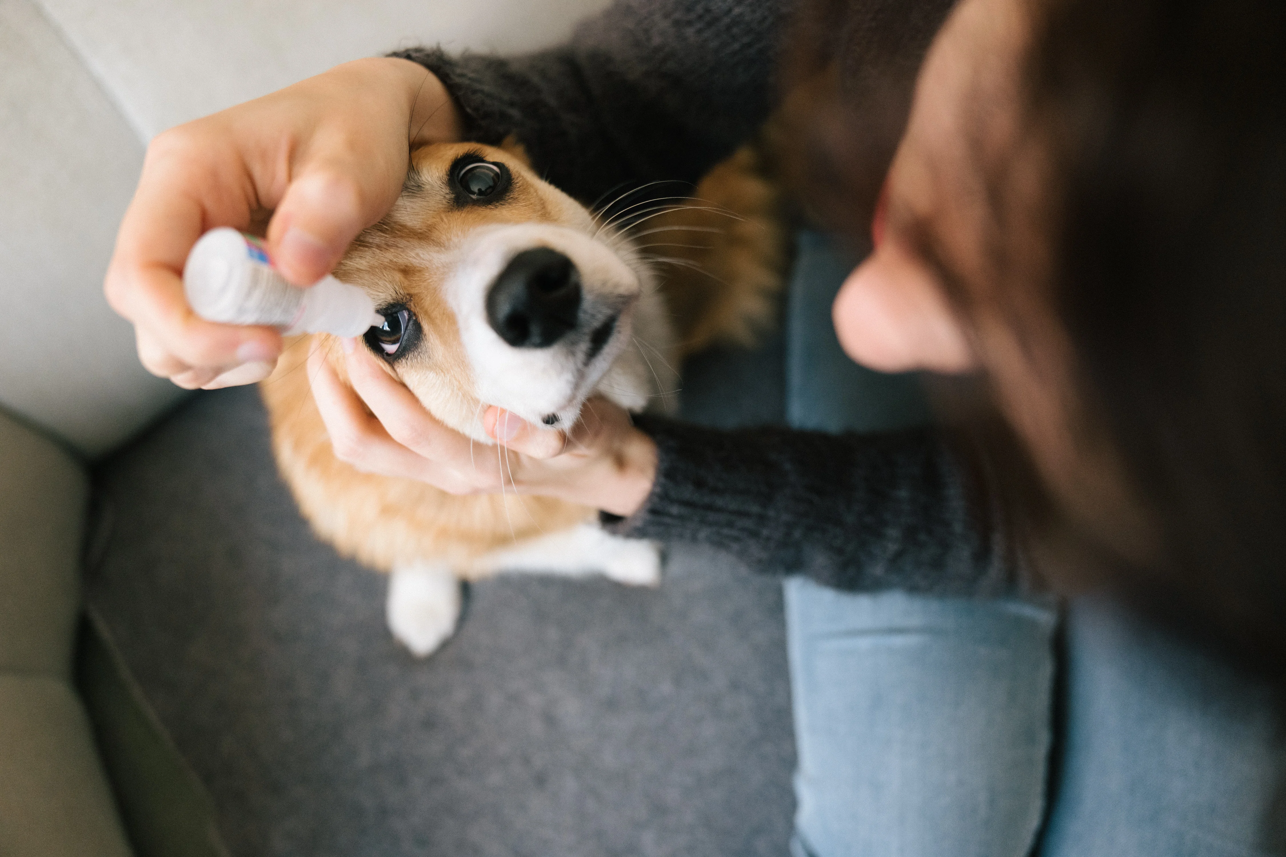 A person gently caring for a sick pet