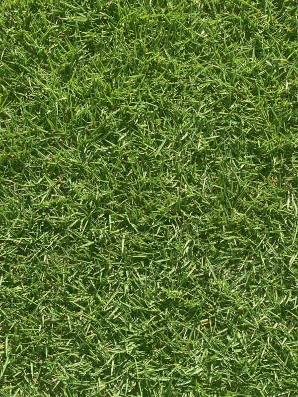 Stadium Zoysia