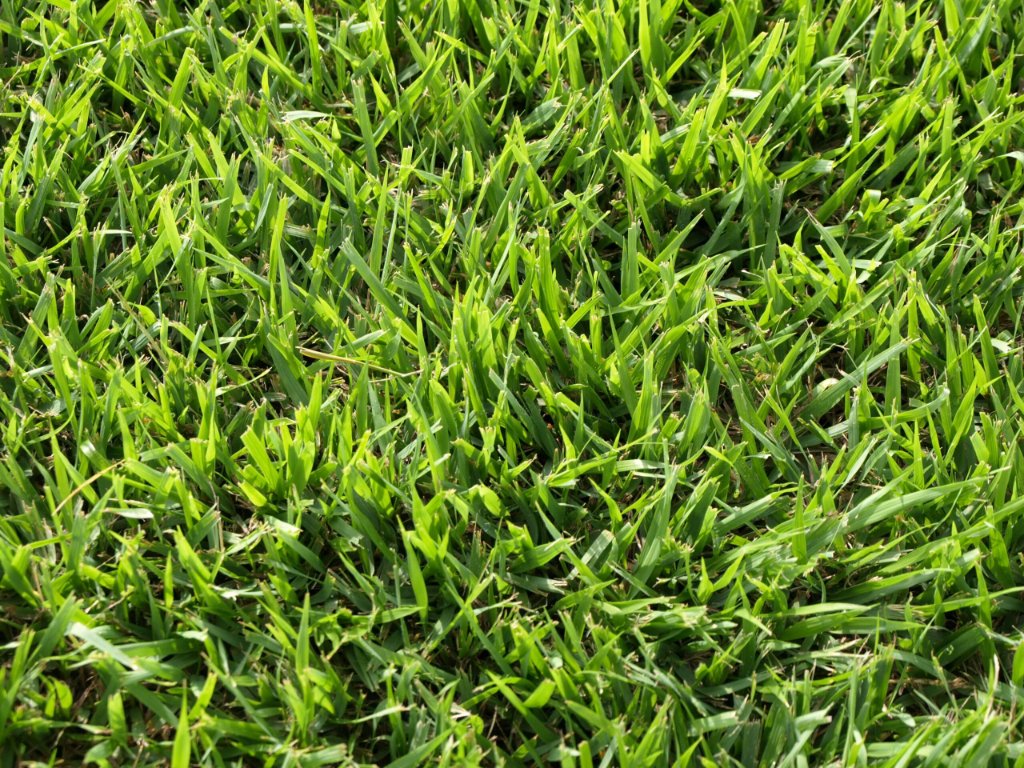 Palisades Zoysia