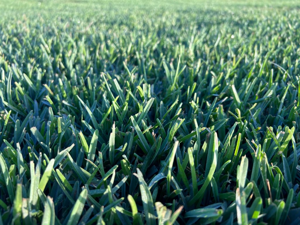 Grass / Sod