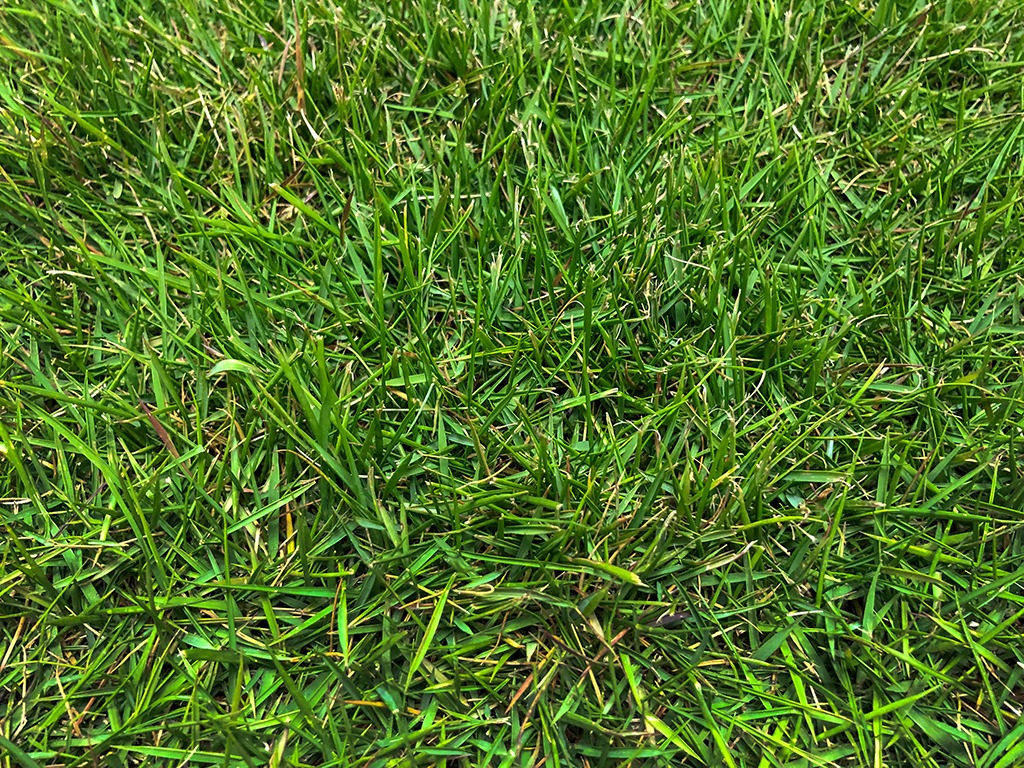 Zeon Zoysia
