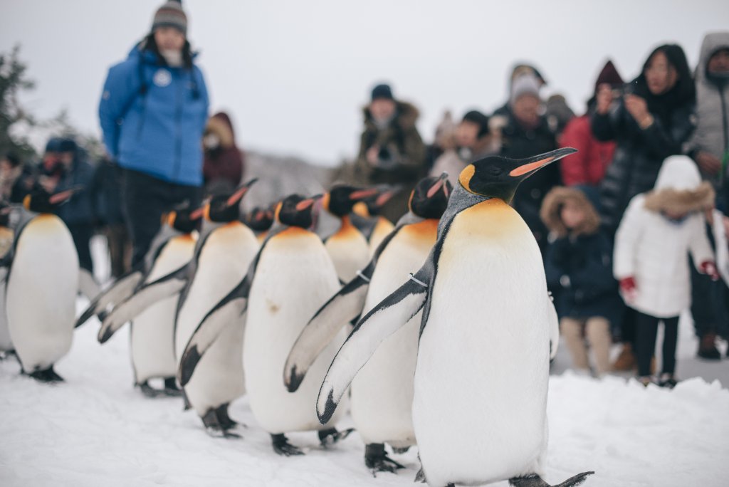 King penguins marching in Hokkaido snow