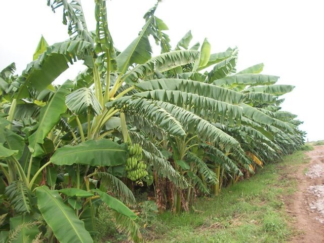 Afgooye Farms — Beeraha Afgooye