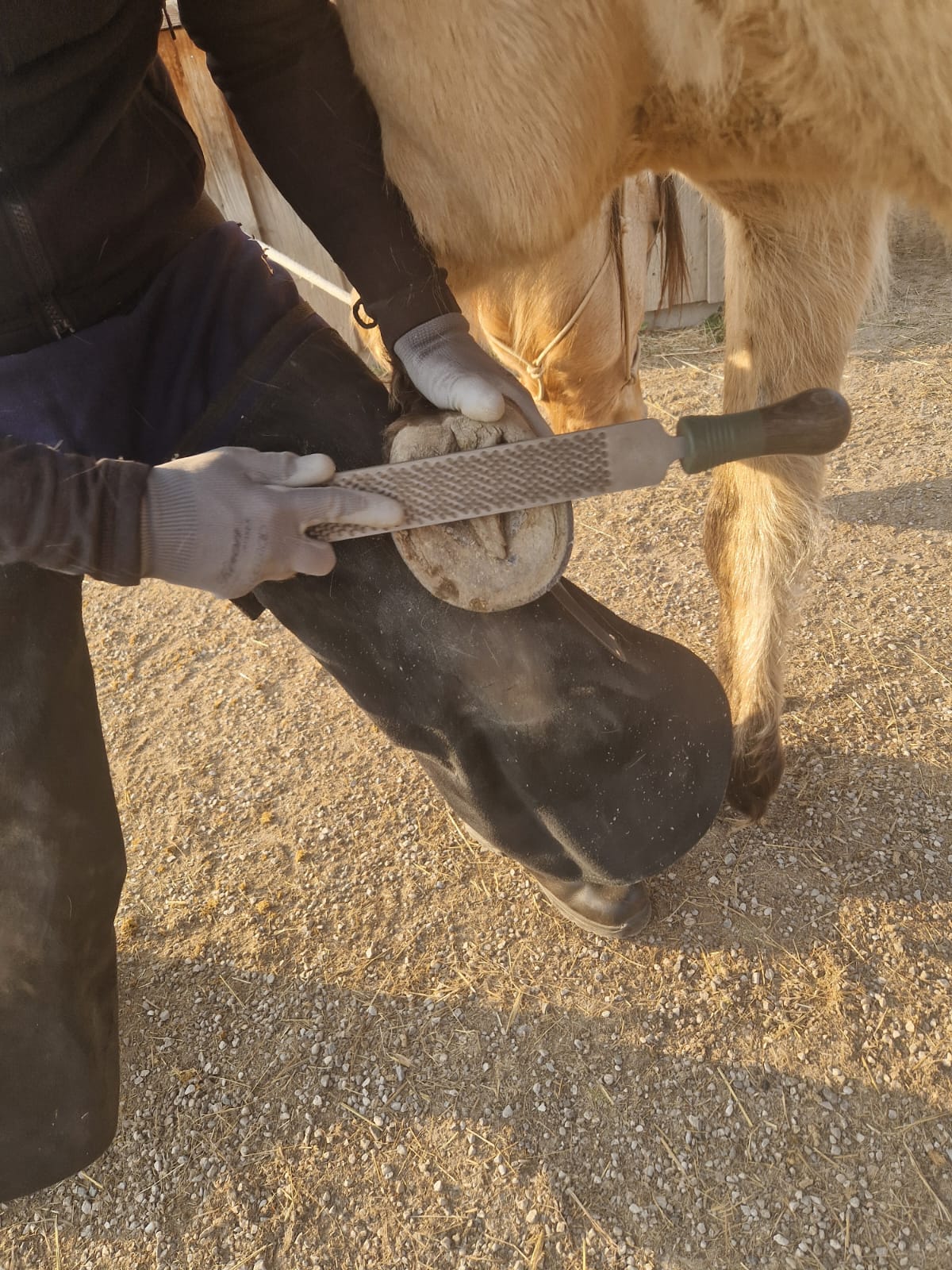 Barhufbearbeitung nach Natural Hoof Care: Pferdehuf ohne Eisen