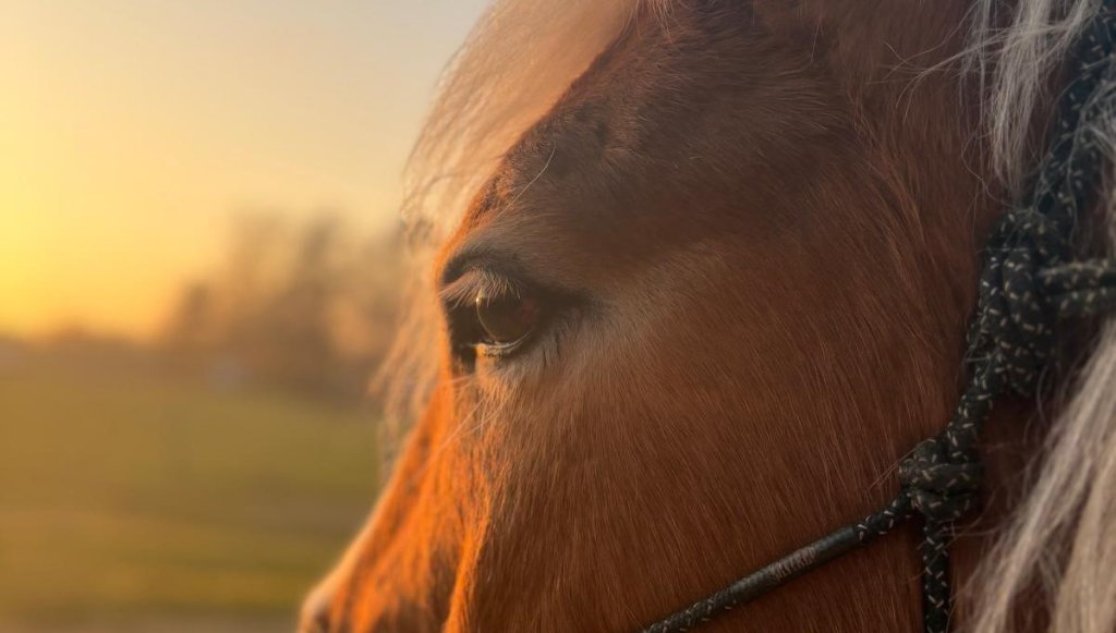 Nahaufnahme eines Haflinger-Wallachs, der in die Abendsonne blickt