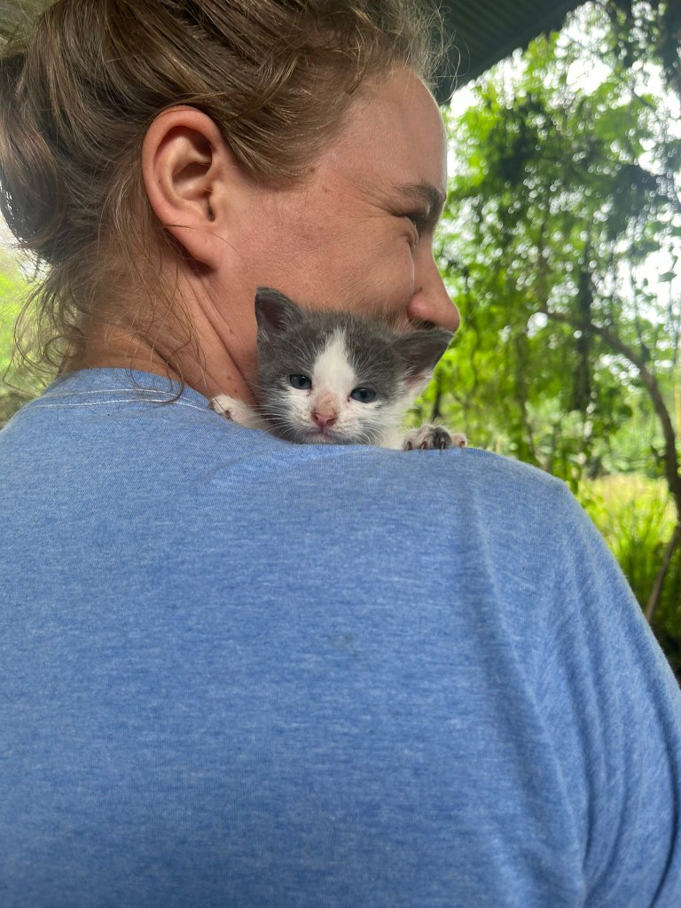 Cat sanctuary in Costa Rica