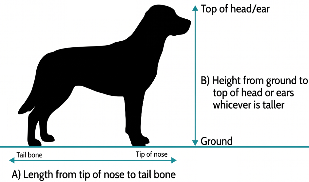How to measure your pet for a travel crate