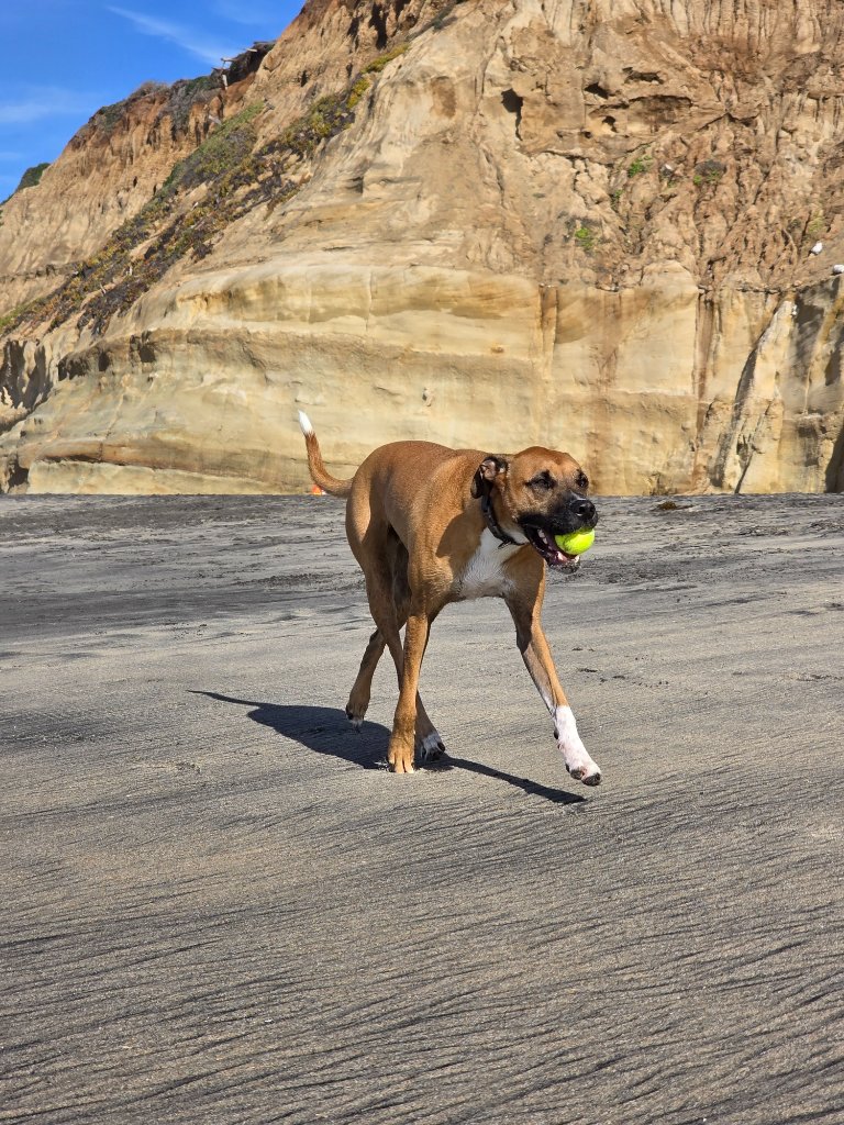 Corporate Pet Relocation