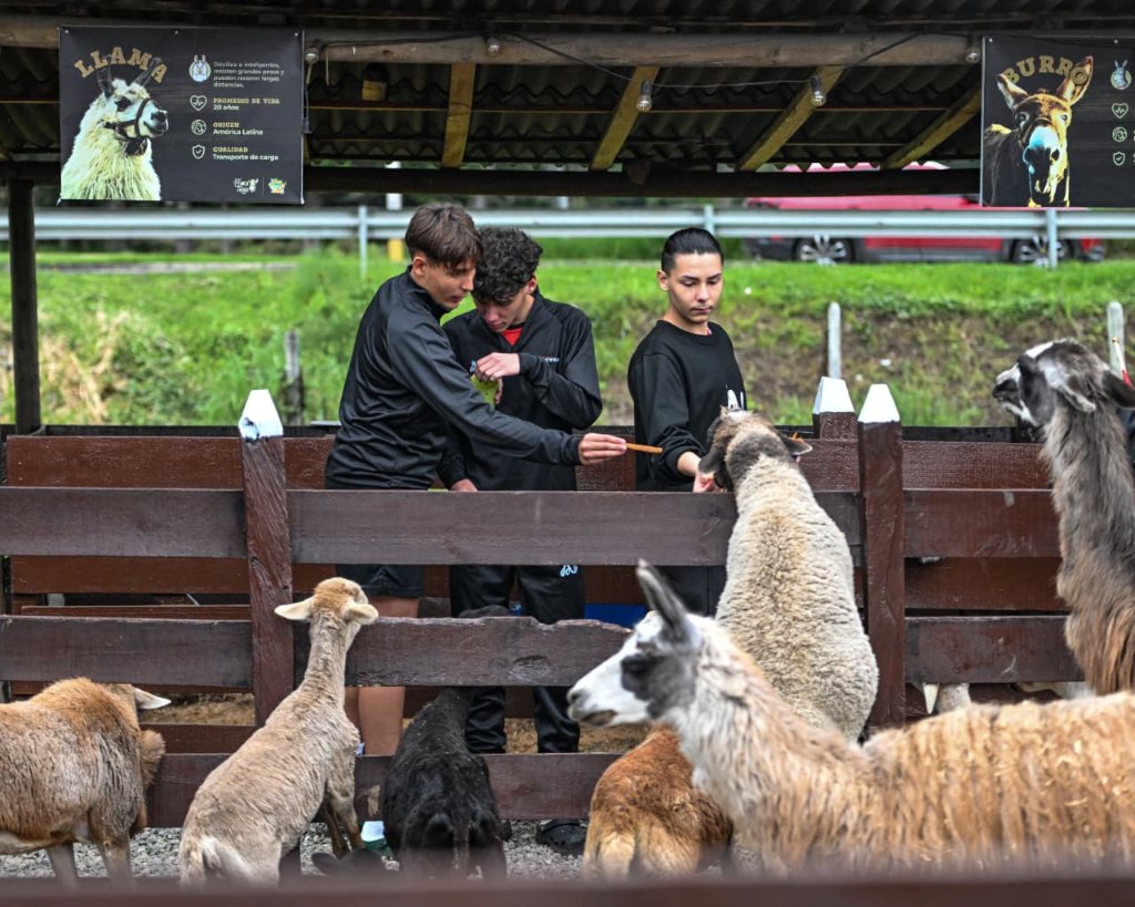 Niños interactúan con llamas en granja