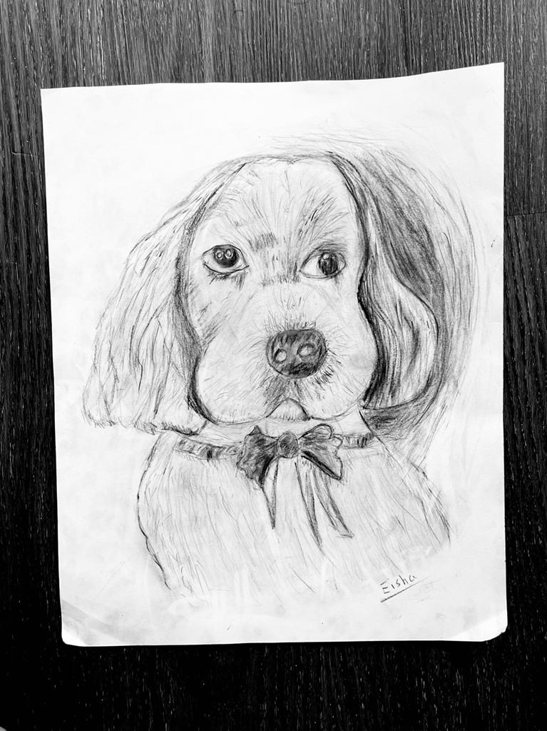 Dog Portrait Drawing