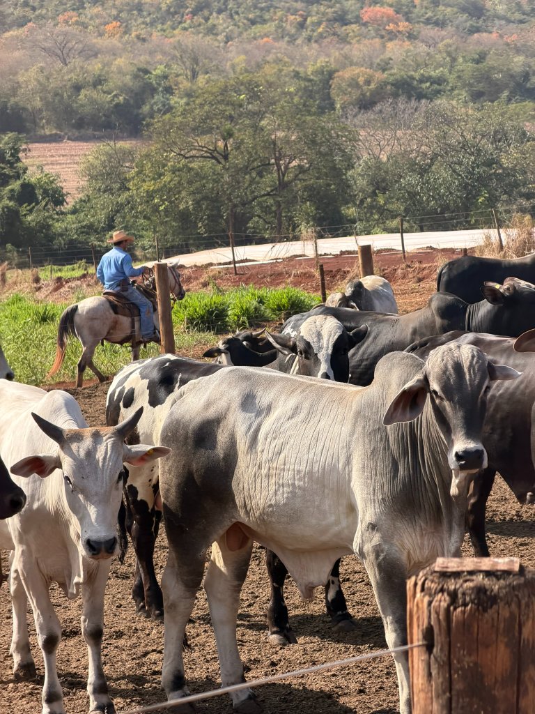 Manejo — Acompanhamento próximo no Boitel DM