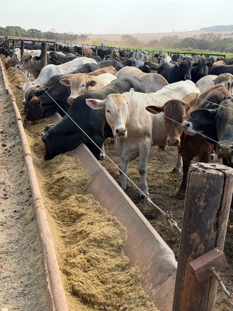 Cochos — Manejo planejado no Boitel DM