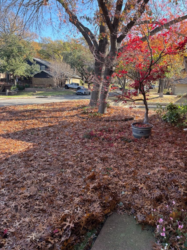 Before Bagless Leaf Removal in Arlington, TX — yard covered in fallen leaves