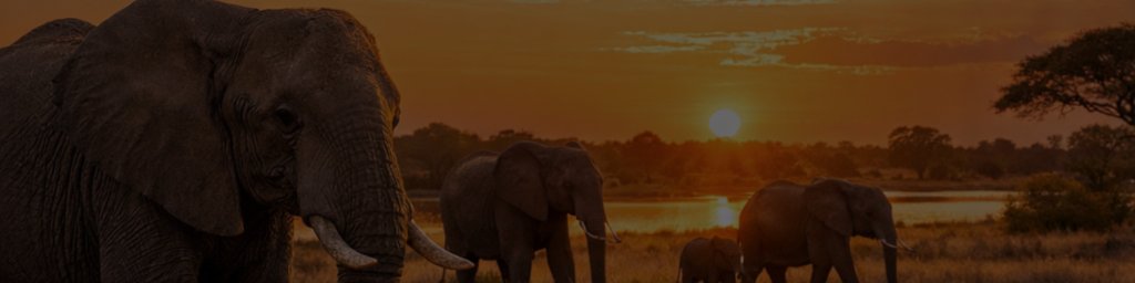 Elephants in Botswana