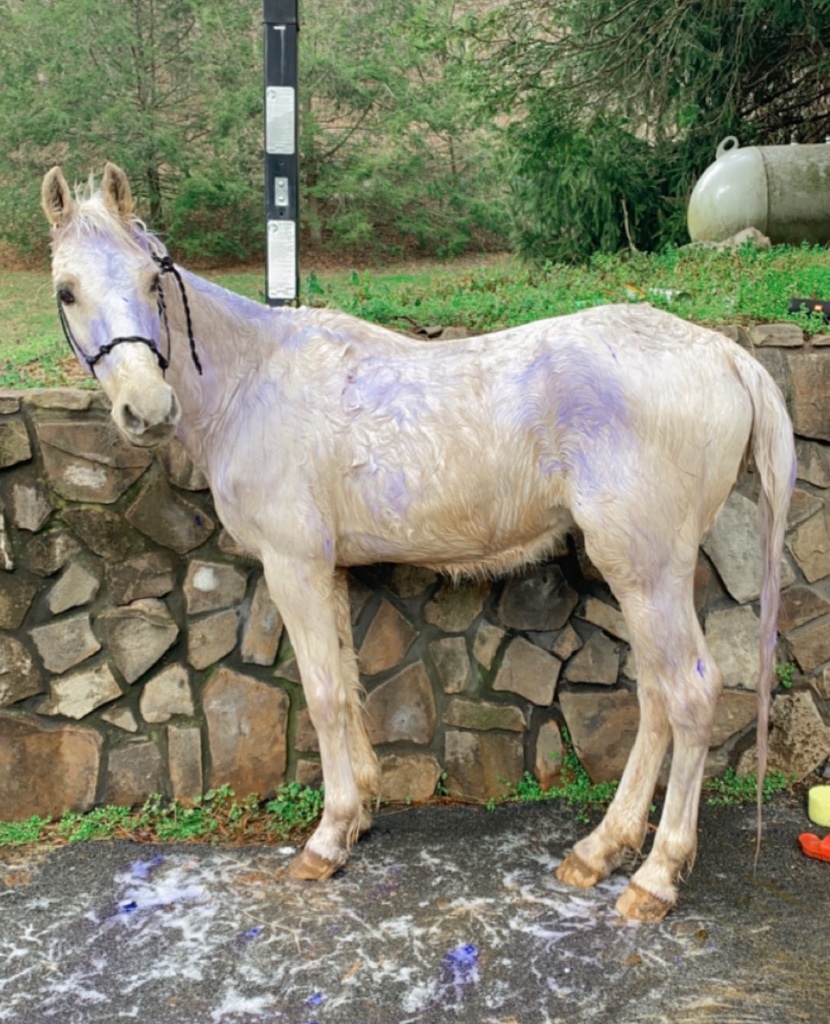 BEFORE: Pegasus — malnourished, passed through multiple homes