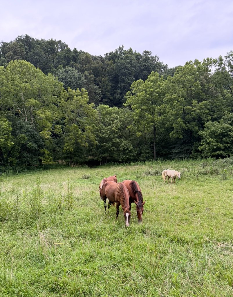 Horses grazing in pasture at Little Patch of Heaven
