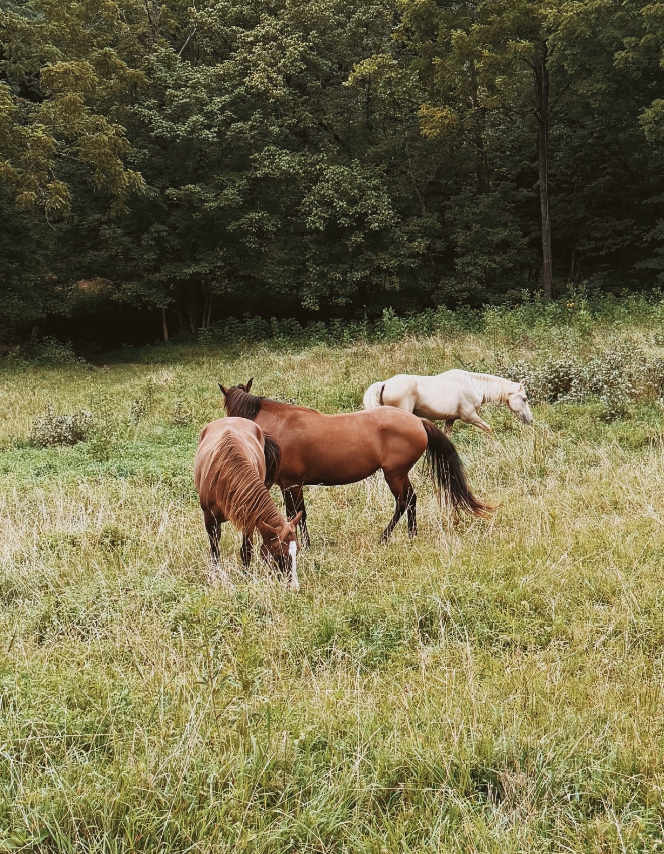 Horse Rescue & Rehabilitation