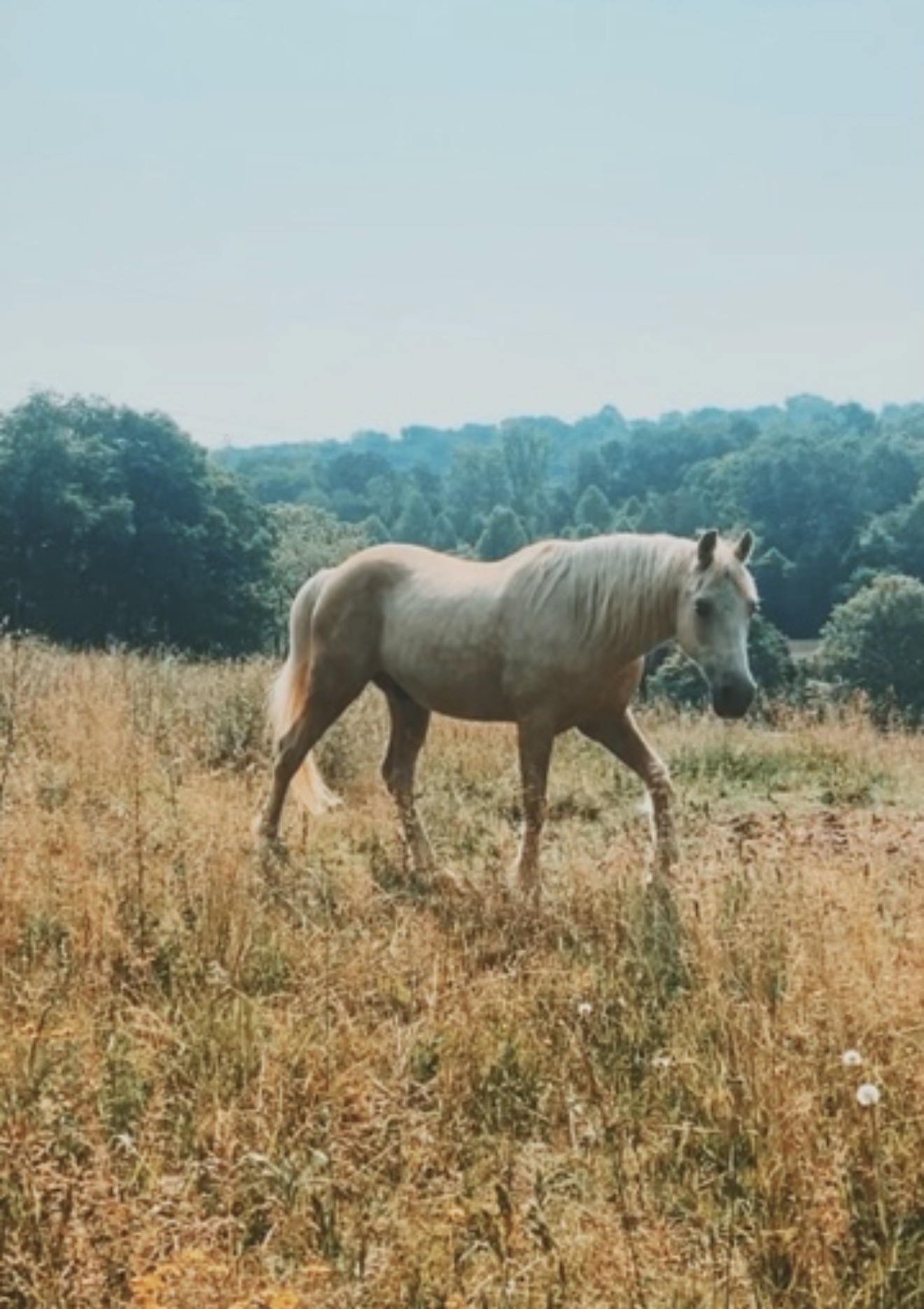 Pegasus after