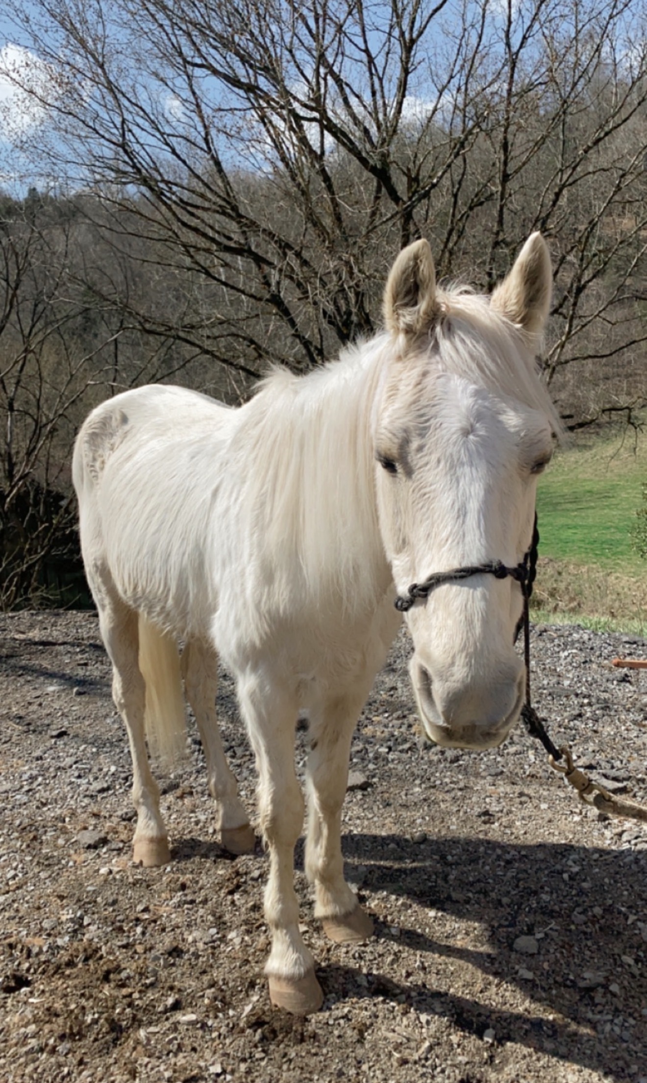 Pegasus before