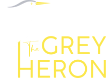Grey Heron