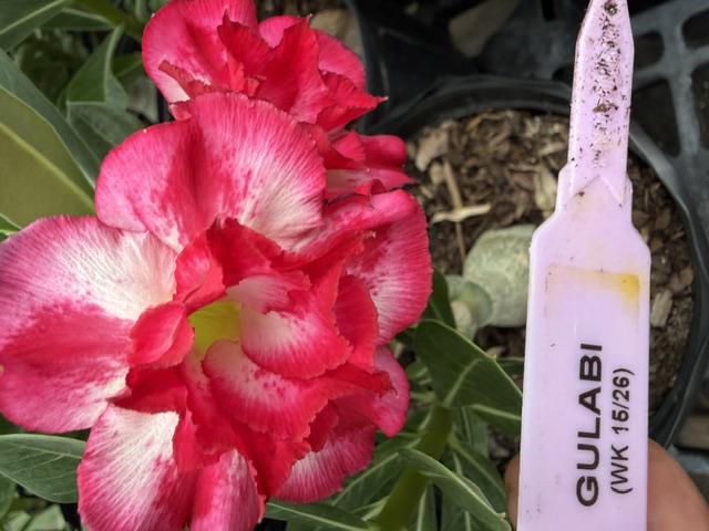 Vivid fuchsia and white Desert Rose bloom with a lime-green center