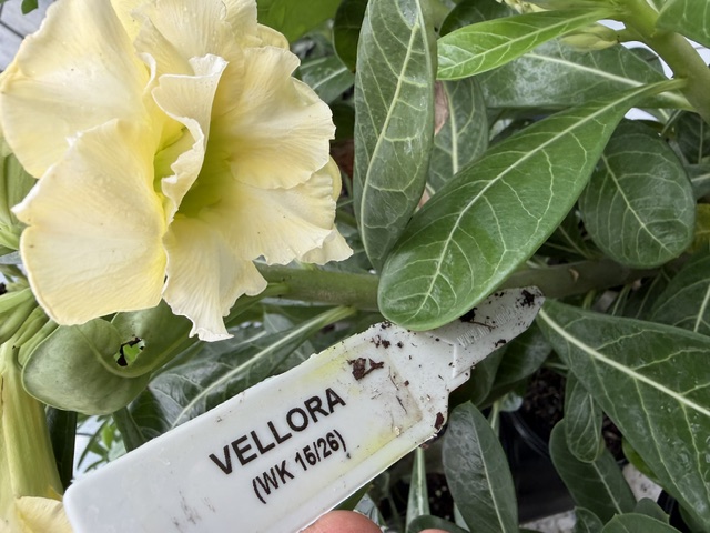 Vellora Desert Rose bloom