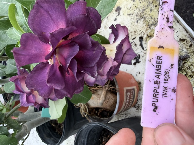 Purple Amber Desert Rose bloom