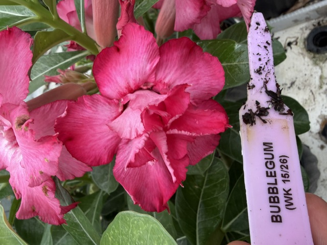 Bubblegum Desert Rose bloom