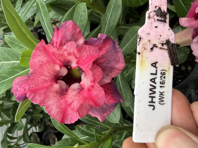 Jhwala Desert Rose bloom