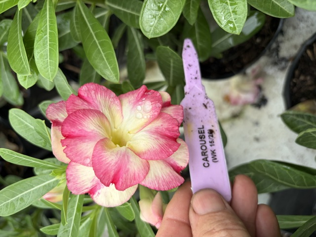 Carousel Desert Rose bloom