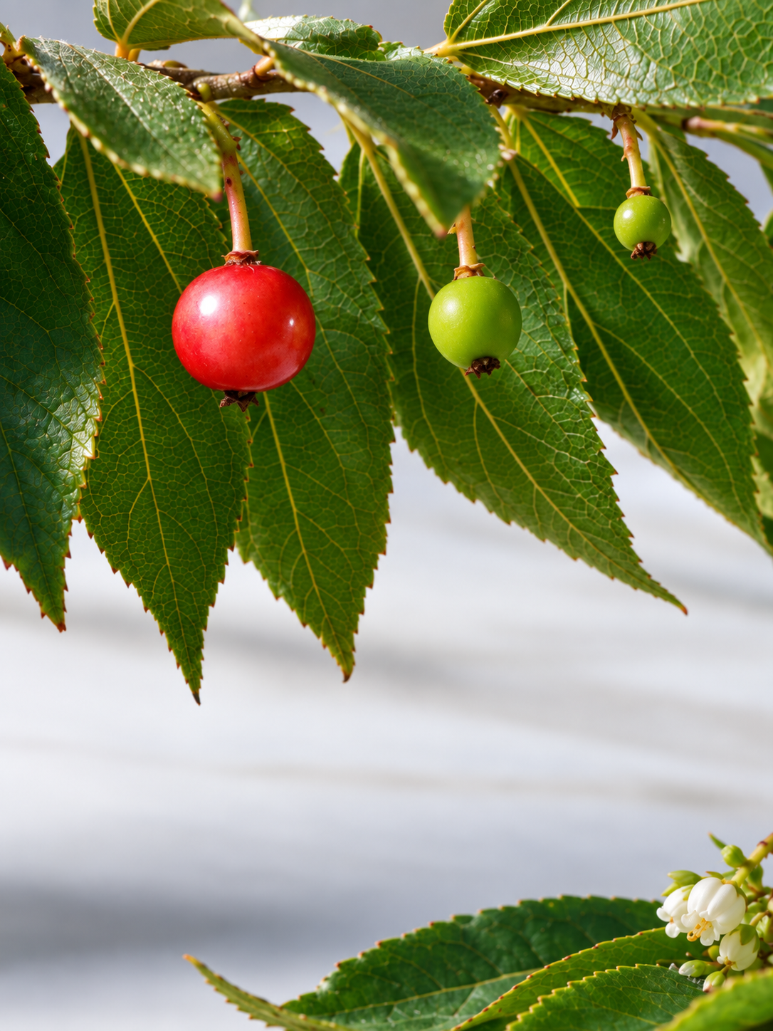Close-up of Jamaican Cherry leaves and small red fruit