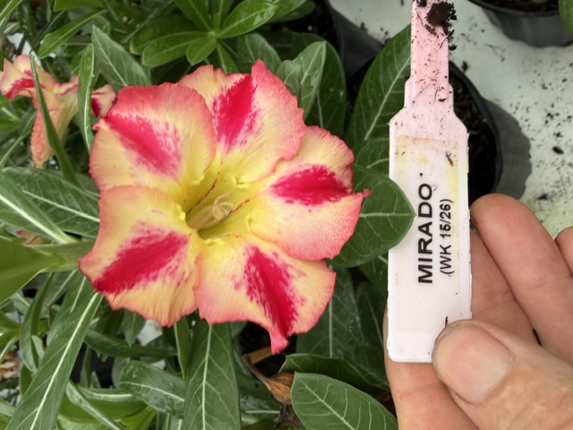 Mirado Desert Rose bloom