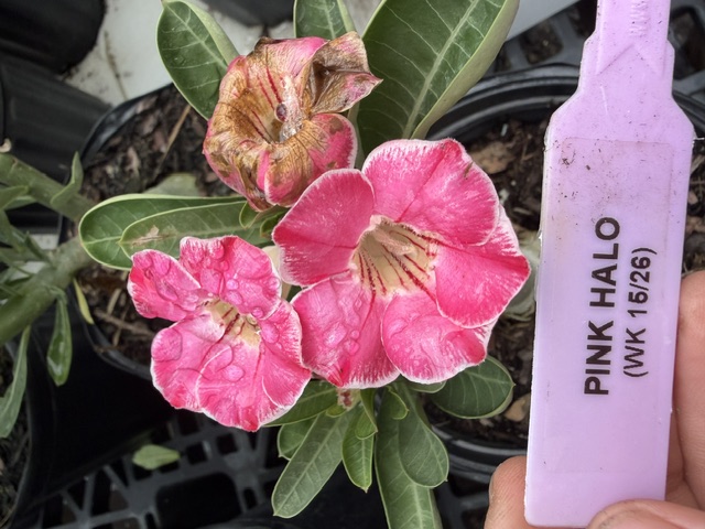 Pink Halo Desert Rose bloom