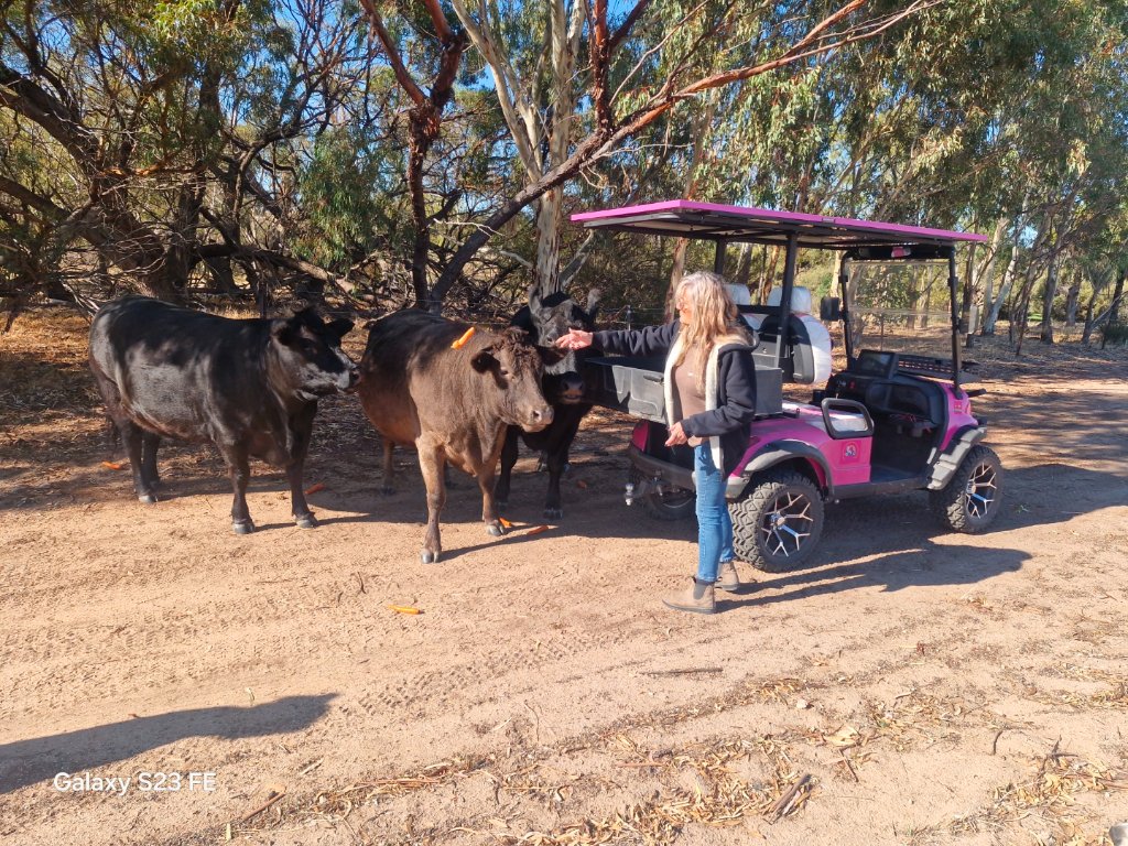 Bushbabe EV Bushbabe Stockman - Livestock farm buggy
