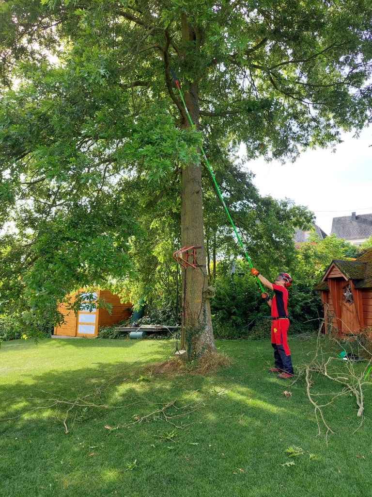 Baumpflege mit Teleskopstange