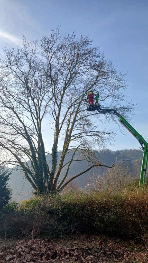 Kletterer am Baum in der Stadt