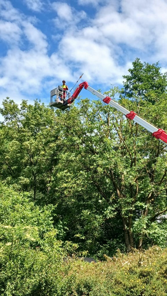Baumpflege aus der Hubsteiger-Arbeitskorb