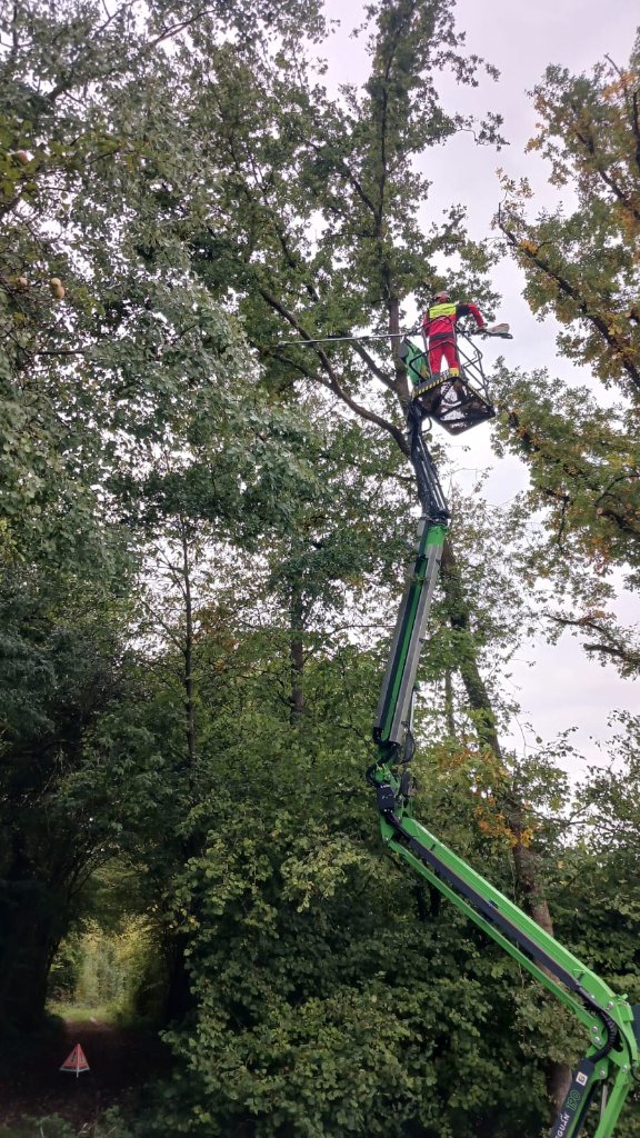 Baumpflege im Herbst
