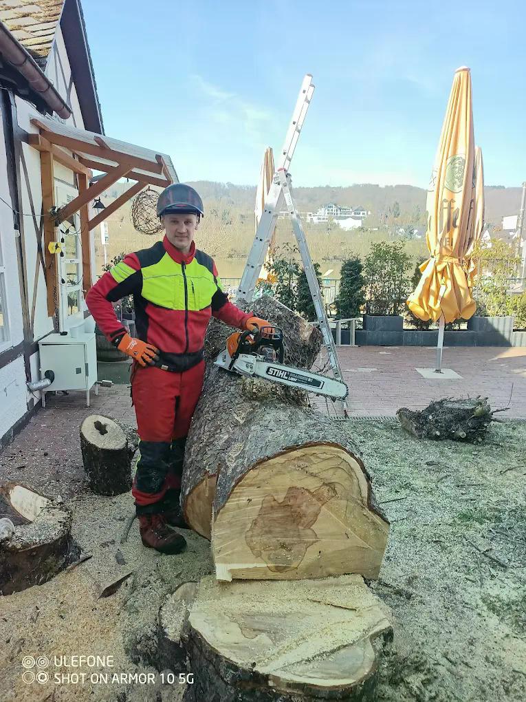 Baumfällung mit Motorsäge
