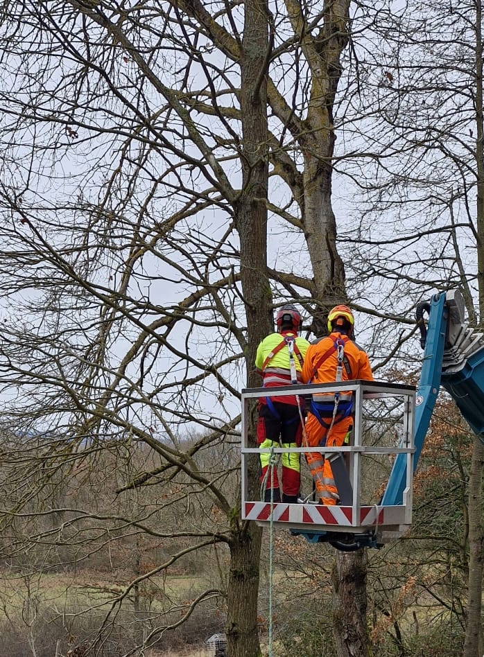 Baumarbeiten mit Steiger
