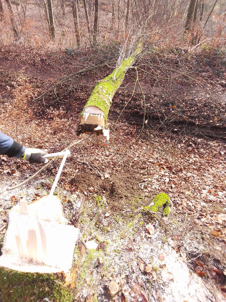 Baumfällung im Wald
