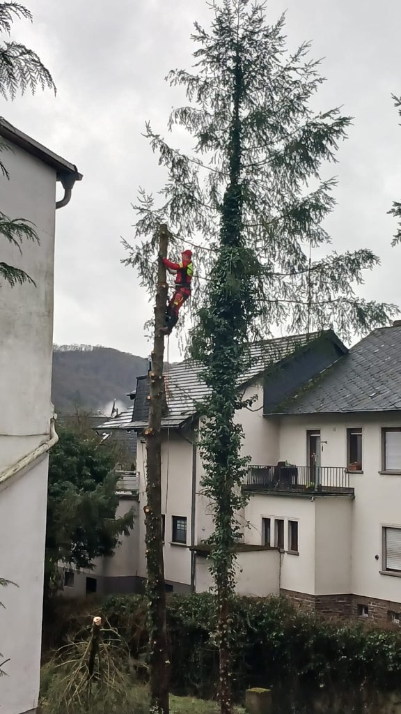 Seilklettertechnik an großem Baum