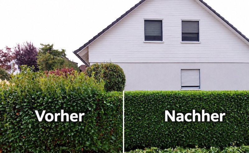 Heckenschnitt – Vorher-Nachher-Vergleich vor Wohnhaus