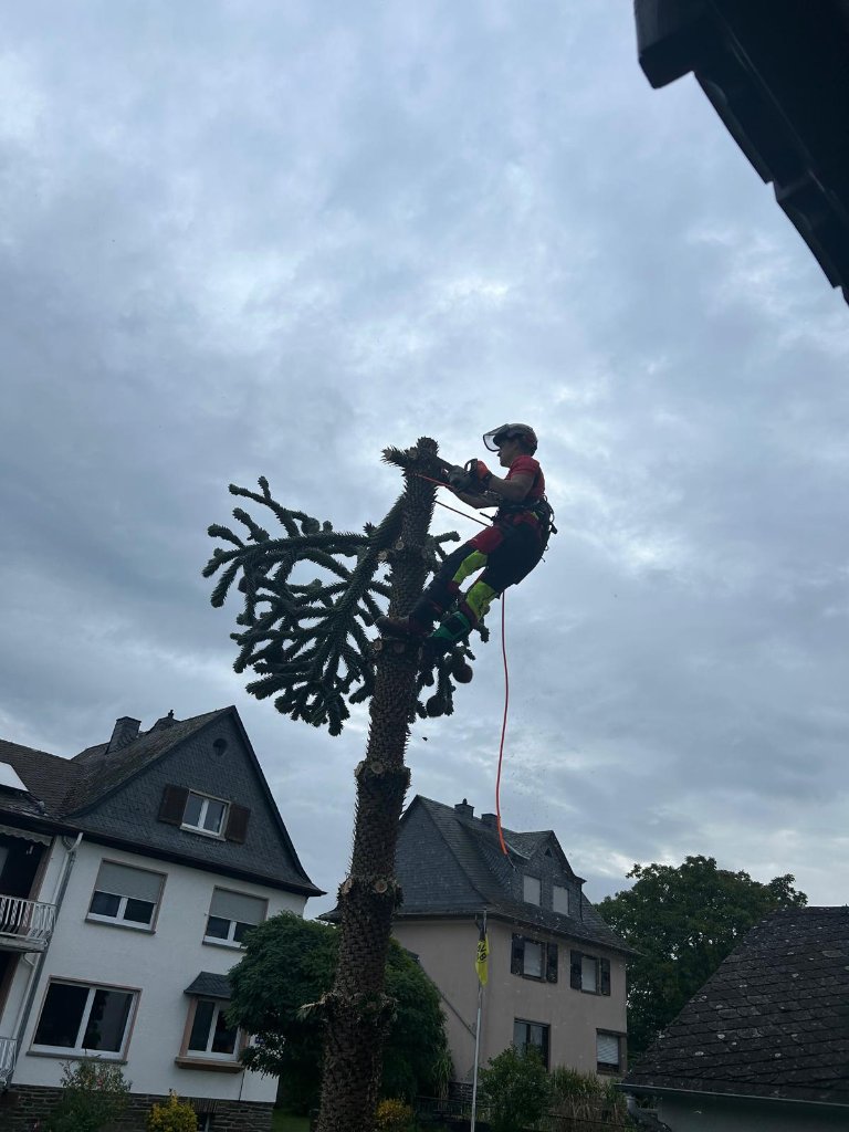 Baumfällung in Wohngebiet
