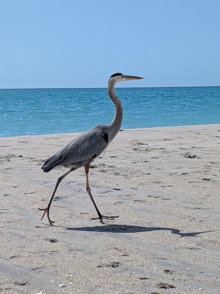 Great Blue Heron on Manasota Key Beach