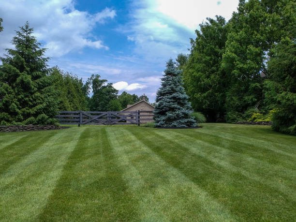 Beautiful commercial lawn