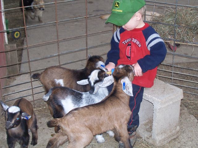 Petting Zoos & Pony Rides