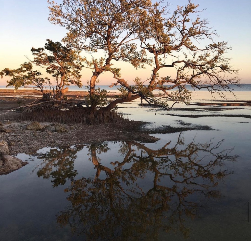 A lone mangrove tree reflecting over still water