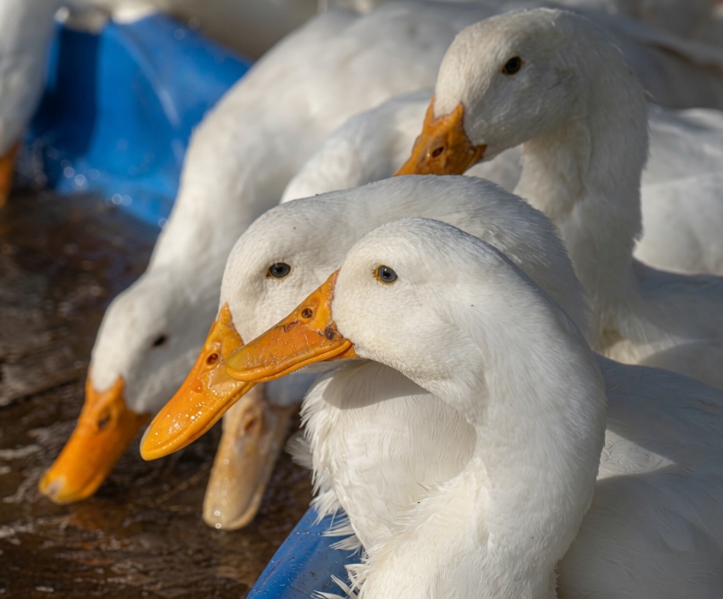 A close-up portrait of white Pekin ducks jostling at the water's edge, blue pool behind