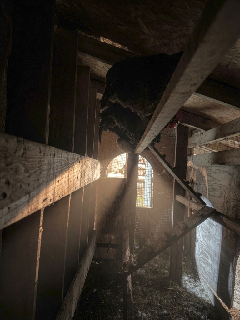 Inside the coop — morning light pouring through the arched opening, straw and scattered feathers on the floor